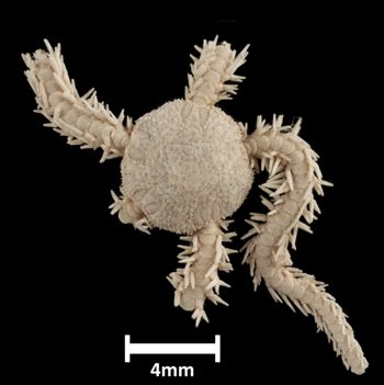 Media type: image;   Invertebrate Zoology OPH-1152 Description: Top down view of single ophiuroid specimen with a scale bar.;  Aspect: dorsal